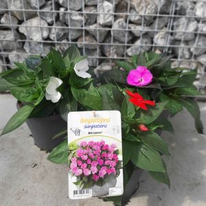 Afbeelding van EJ Impatiens NG P19 Sunpatiens Salmon